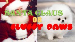santa claus fluffy paws